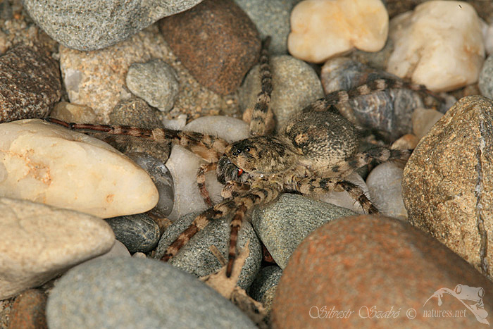 Slíďák břehový (Arctosa cinerea)